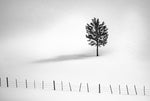 Tree And Fence Bw - Wall Art - By Vladimir Kostka- Gallery Art Company