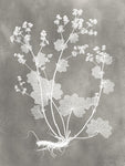 Herbarium Study I - Wall Art - By Vision Studio- Gallery Art Company