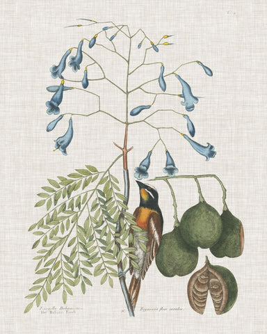 Studies in Nature II - Wall Art - By Mark Catesby- Gallery Art Company