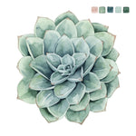 Succulent Swatches I - Wall Art - By Grace Popp- Gallery Art Company