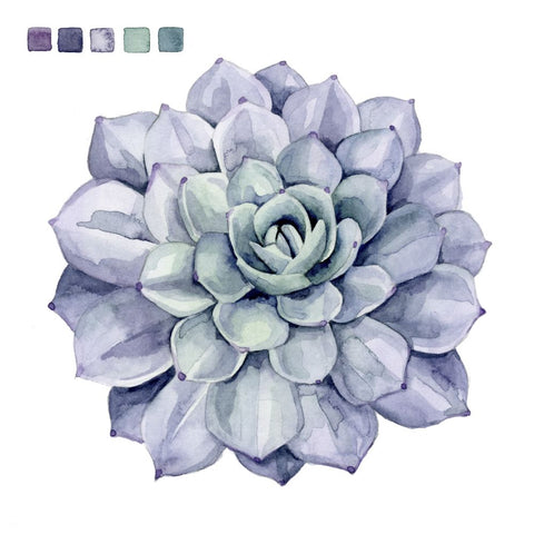 Succulent Swatches III - Wall Art - By Grace Popp- Gallery Art Company