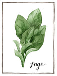 Watercolor Herbs VI - Wall Art - By Grace Popp- Gallery Art Company