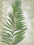 Frond I - Wall Art - By Chariklia Zarris- Gallery Art Company