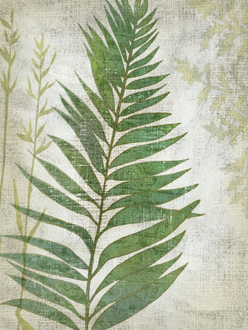 Frond I - Wall Art - By Chariklia Zarris- Gallery Art Company