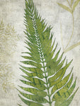 Frond II - Wall Art - By Chariklia Zarris- Gallery Art Company