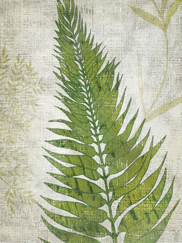 Frond II - Wall Art - By Chariklia Zarris- Gallery Art Company