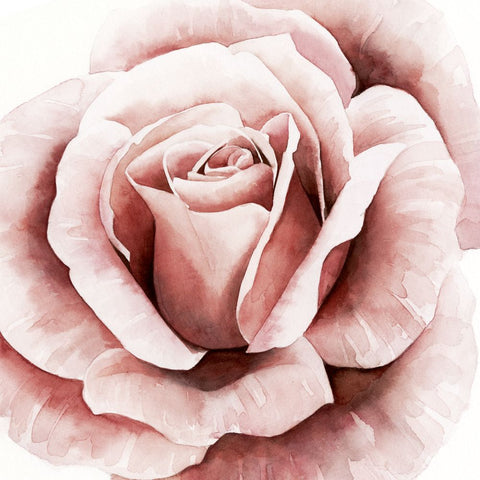 Pink Rose II - Wall Art - By Grace Popp- Gallery Art Company