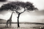 under the African sun - Wall Art - By Piet Flour- Gallery Art Company