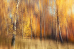 Autumn Birches - Wall Art - By Gustav Davidsson- Gallery Art Company