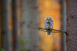 Tawny Owl - Wall Art - By Milan Zygmunt- Gallery Art Company