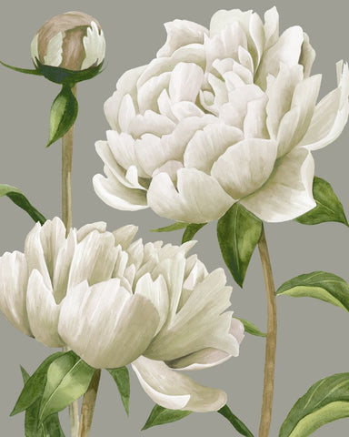 White Peonies I - Wall Art - By Grace Popp- Gallery Art Company