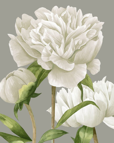 White Peonies II - Wall Art - By Grace Popp- Gallery Art Company