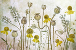 Poppies and Helenium - Wall Art - By Mandy Disher- Gallery Art Company