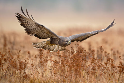 Common Buzzard - Wall Art - By Milan Zygmunt- Gallery Art Company