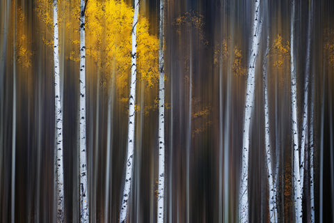 Curtain of Fall - Wall Art - By Andy Hu- Gallery Art Company