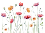 Papaver party - Wall Art - By Mandy Disher- Gallery Art Company