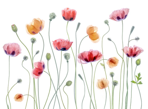 Papaver party - Wall Art - By Mandy Disher- Gallery Art Company