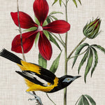 Avian Crop I - Wall Art - By John James Audubon- Gallery Art Company