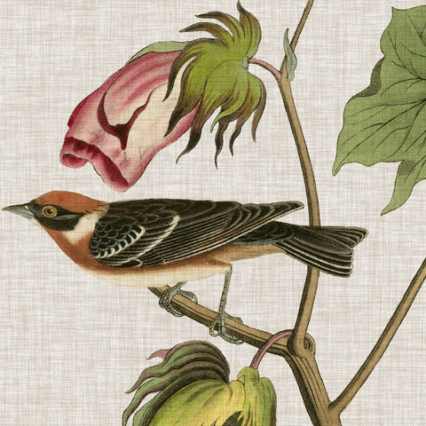 Avian Crop VI - Wall Art - By John James Audubon- Gallery Art Company