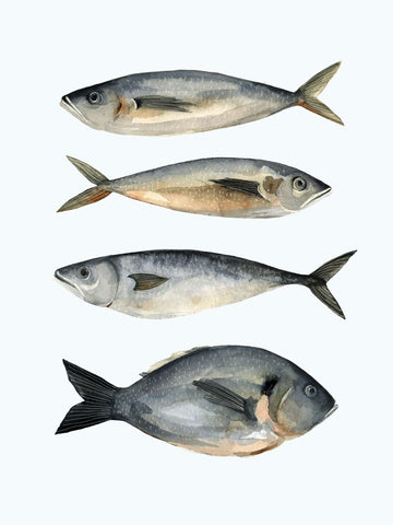 Four Fish I - Wall Art - By Emma Scarvey- Gallery Art Company