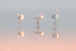 Three flamingos ... - Wall Art - By Natalia Rublina- Gallery Art Company