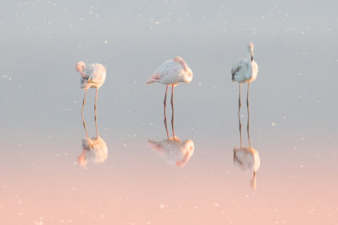 Three flamingos ... - Wall Art - By Natalia Rublina- Gallery Art Company