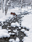 Drinking in snow - Wall Art - By Hua Zhu- Gallery Art Company