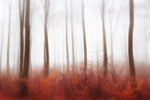 Endless Woods - Wall Art - By Gustav Davidsson- Gallery Art Company