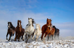 Mongolia Horses - Wall Art - By Libby Zhang- Gallery Art Company