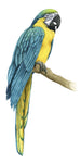 Teal Macaw I - Wall Art - By Grace Popp- Gallery Art Company