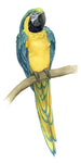 Teal Macaw II - Wall Art - By Grace Popp- Gallery Art Company