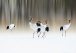 Red-crested white cranes - Wall Art - By Ikuo Iga- Gallery Art Company