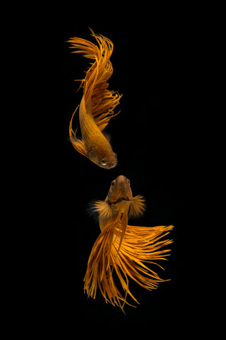 Love Story of the Golden Fish - Wall Art - By Ganjar Rahayu- Gallery Art Company