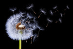 Dandelion Blowing - Wall Art - By Bess Hamiti- Gallery Art Company