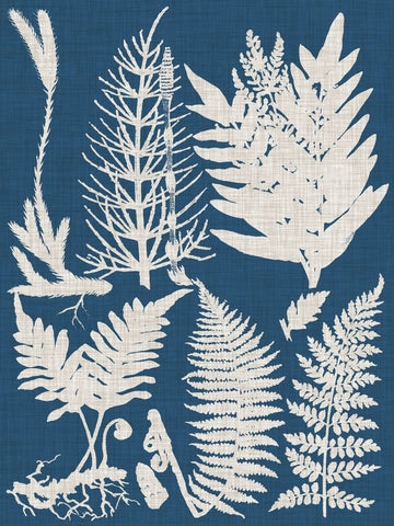 Linen & Blue Ferns II - Wall Art - By Vision Studio- Gallery Art Company