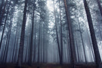 Mysterious foggy forest. - Wall Art - By David Charouz- Gallery Art Company