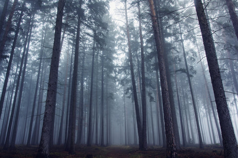 Mysterious foggy forest. - Wall Art - By David Charouz- Gallery Art Company