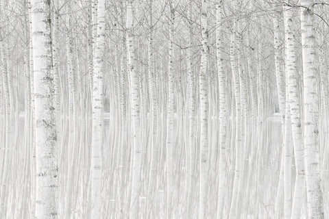 Trees - Wall Art - By Aglioni Simone- Gallery Art Company
