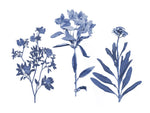 Indigo Pressed Florals II - Wall Art - By Studio W- Gallery Art Company