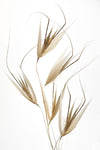 Delicacy of nature - Wall Art - By Thierry Lagandre (Transgressed- Gallery Art Company