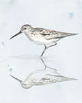 Sandpiper Reflections II - Wall Art - By Jennifer Paxton Parker- Gallery Art Company