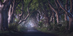 The Dark Hedges - Wall Art - By Daniel Gastager- Gallery Art Company