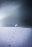 Winter - Wall Art - By Bess Hamiti- Gallery Art Company