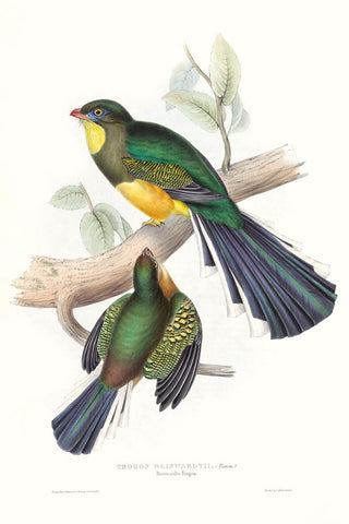 Tropical Trogons I - Wall Art - By John Gould- Gallery Art Company