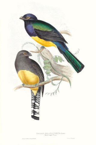 Tropical Trogons II - Wall Art - By John Gould- Gallery Art Company