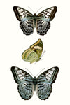 Butterfly Specimen I - Wall Art - By Vision Studio- Gallery Art Company