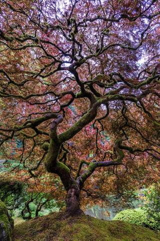 Japanese Maple Tree - Wall Art - By Mike Centioli- Gallery Art Company