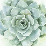 Verdant Succulent I - Wall Art - By Victoria Borges- Gallery Art Company