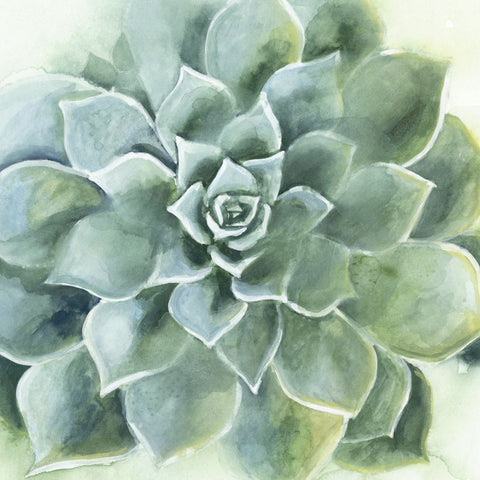 Verdant Succulent II - Wall Art - By Victoria Borges- Gallery Art Company