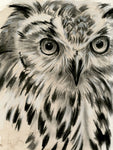 Charcoal Owl I - Wall Art - By Jennifer Paxton Parker- Gallery Art Company